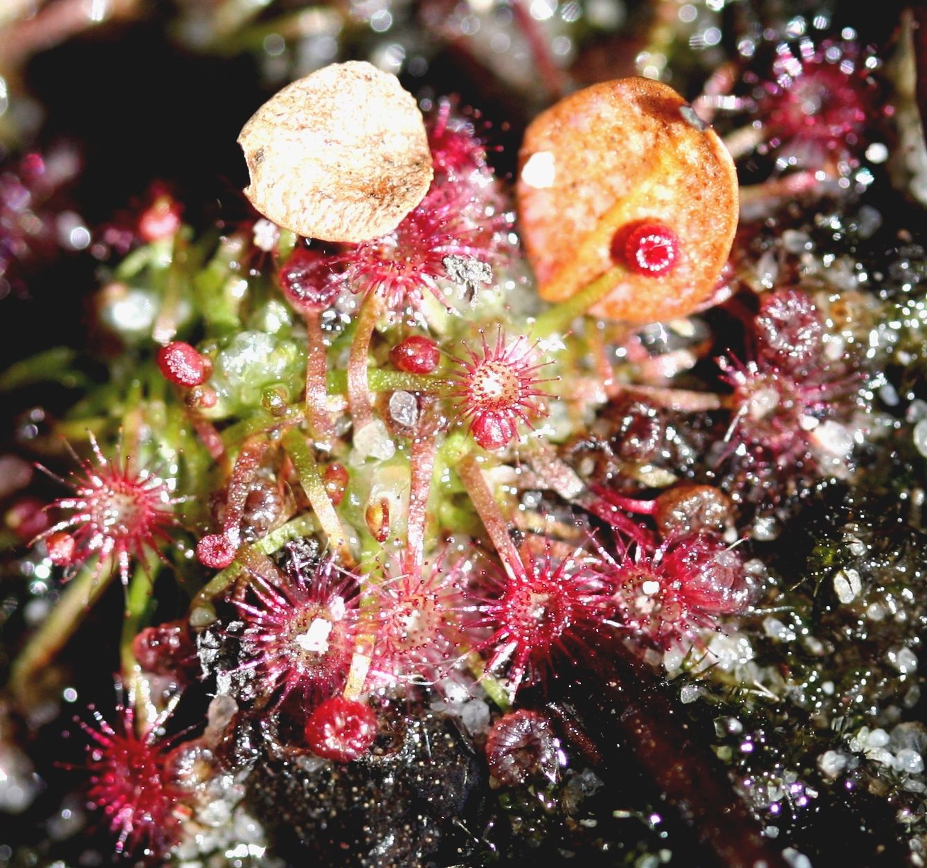 drosera pygmaea grande douze