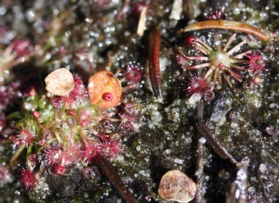 drosera pygmaea douze