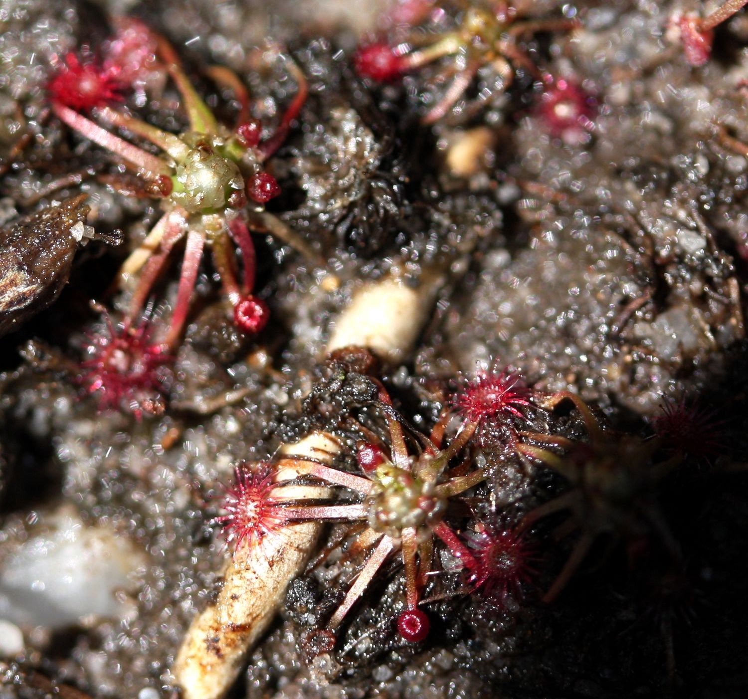 drosera pygmaea grande treize