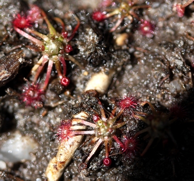 drosera pygmaea treize