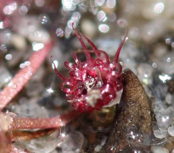 drosera pygmaea grande quatorze