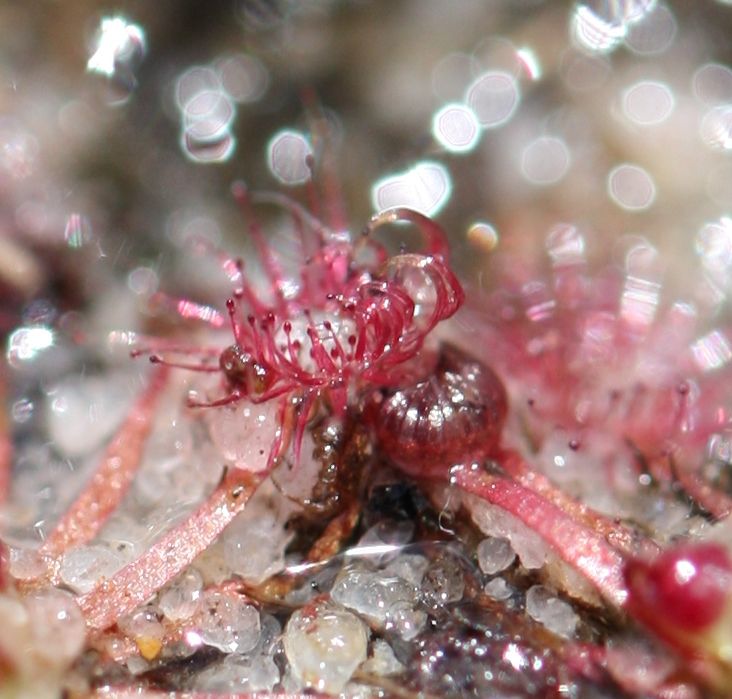 drosera pygmaea grande quinze