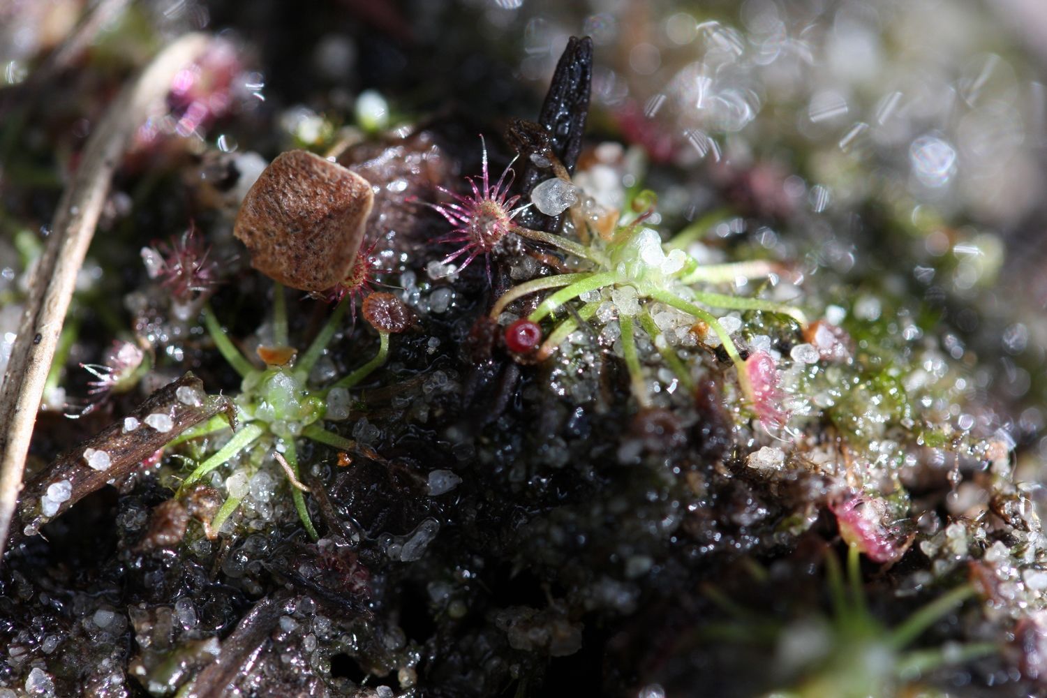 drosera pygmaea grande seize