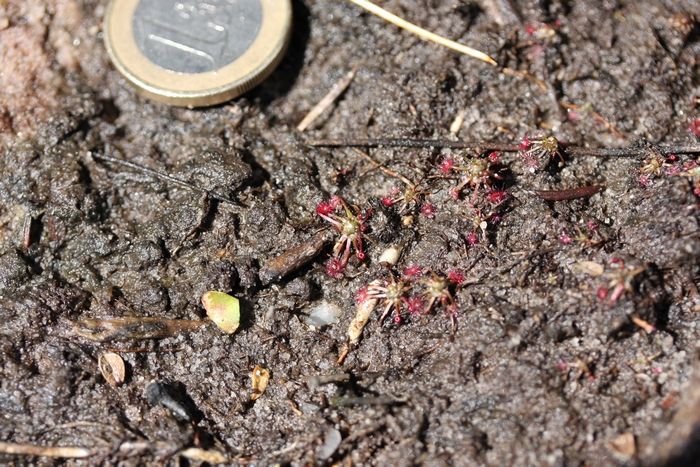 drosera pygmaea grande dix sept