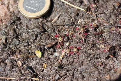 drosera pygmaea dix sept