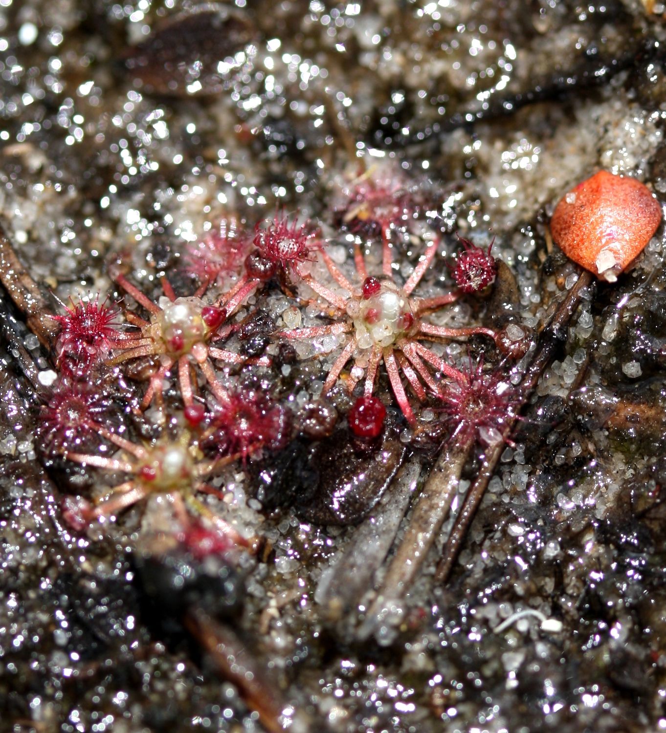 drosera pygmaea grande dix huit