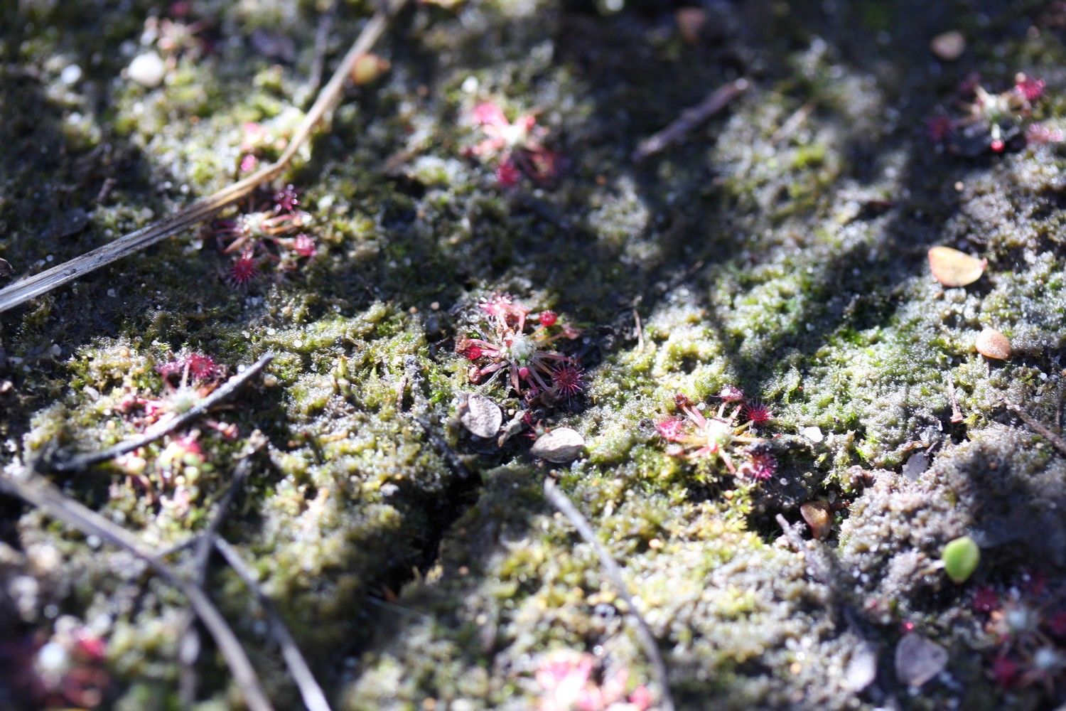 drosera pygmaea grande deux