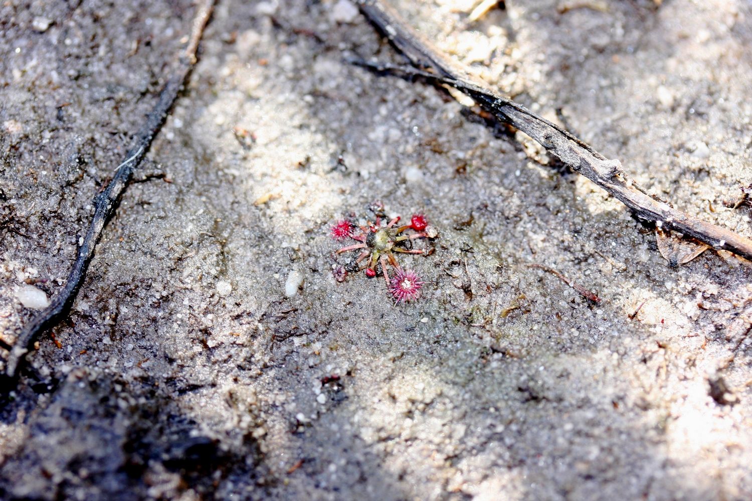 drosera pygmaea grande trois