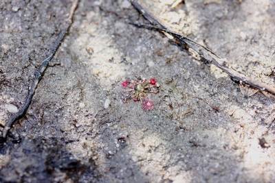 drosera pygmaea trois