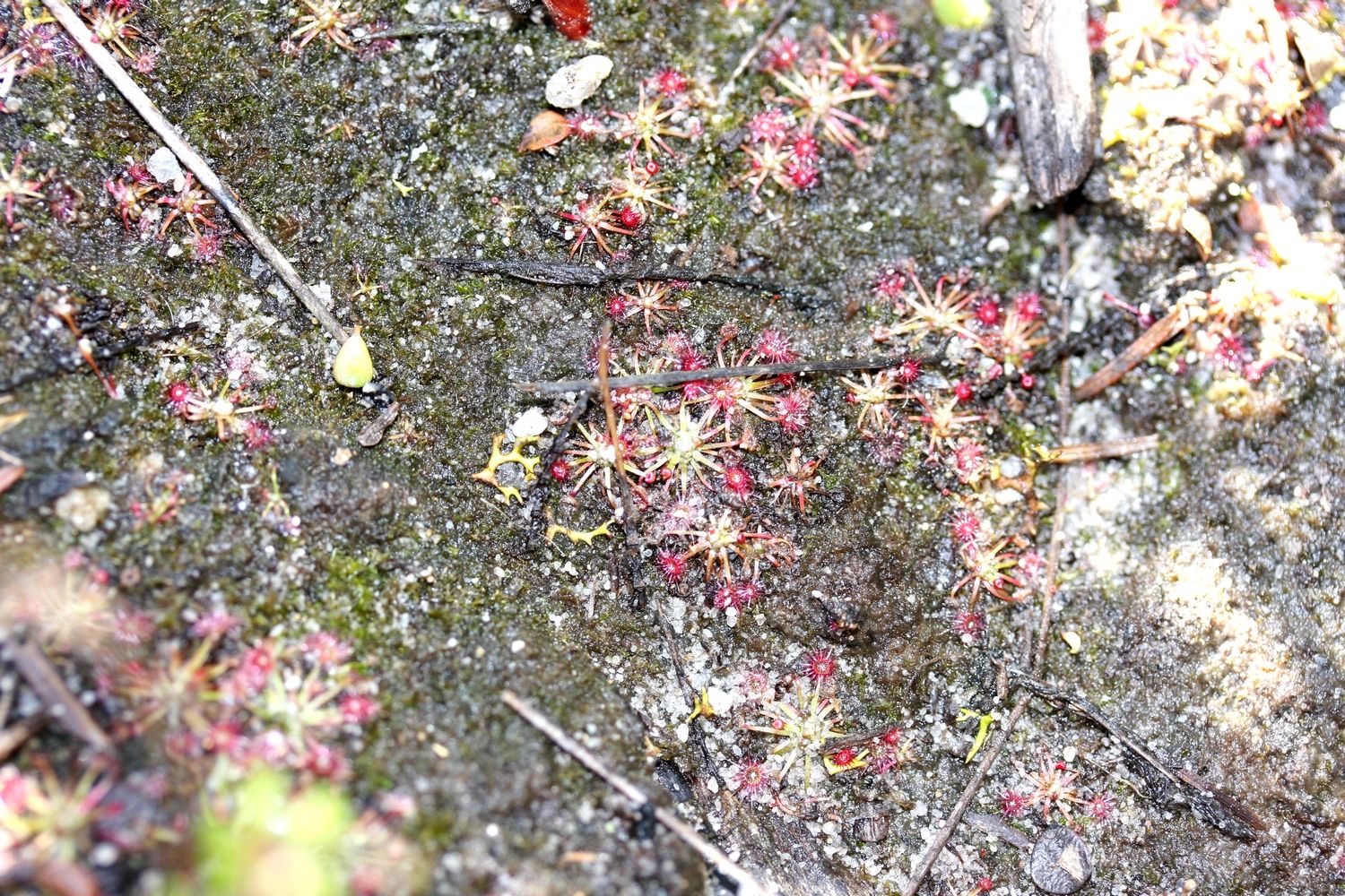 drosera pygmaea grande quatre