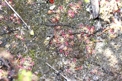 drosera pygmaea quatre