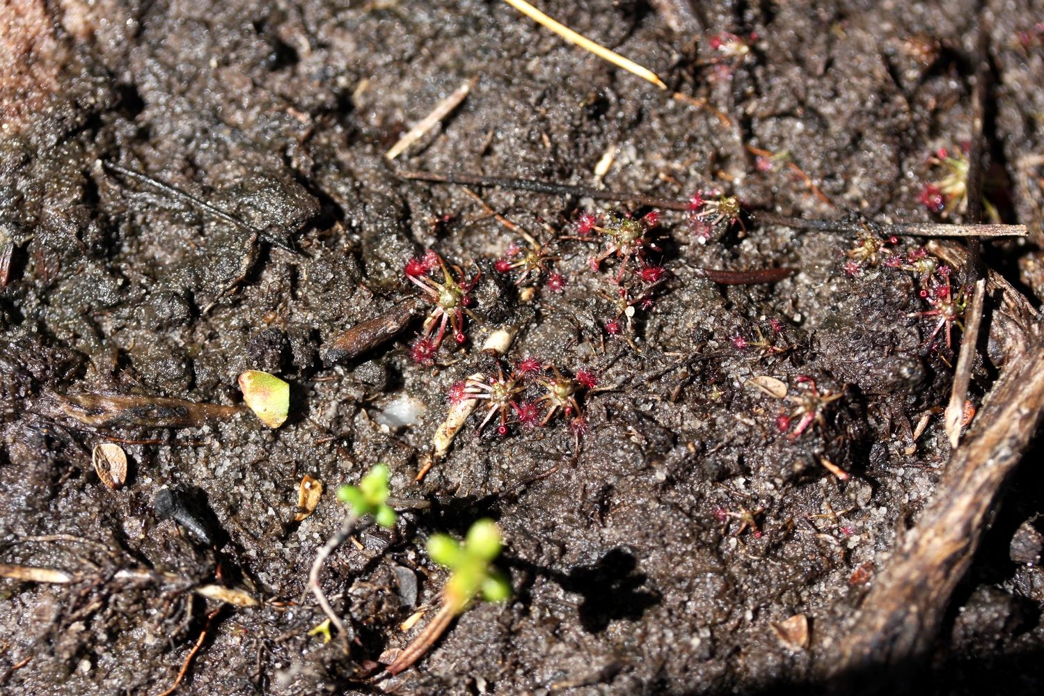 drosera pygmaea grande cinq