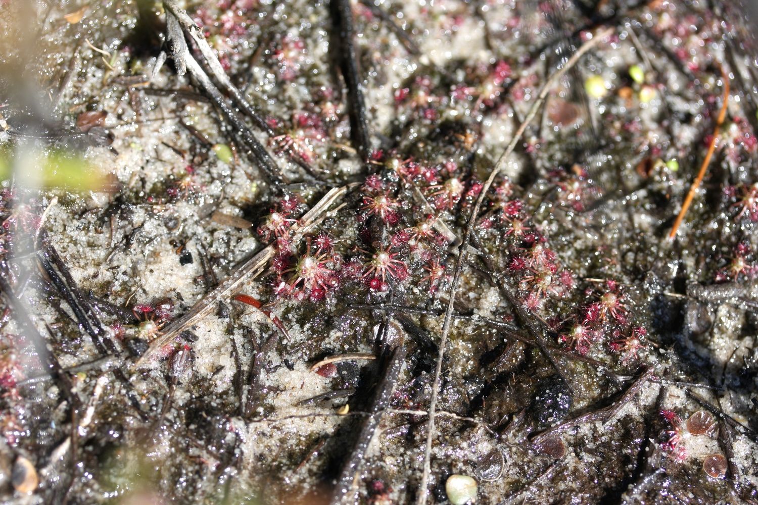 drosera pygmaea grande six