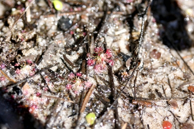 drosera pygmaea sept