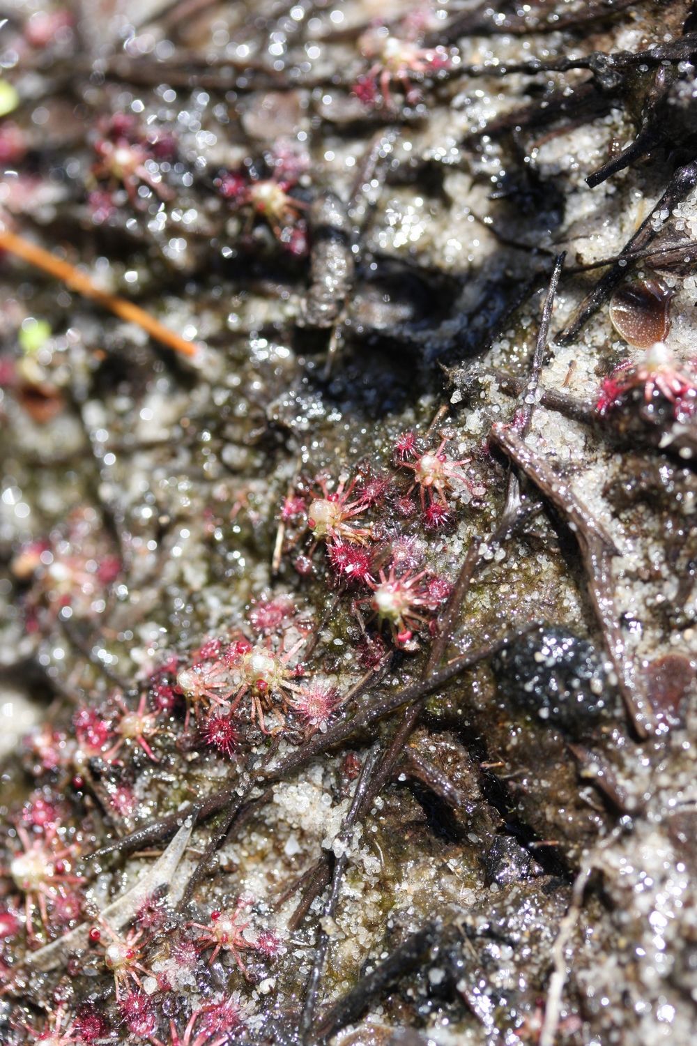 drosera pygmaea grande huit