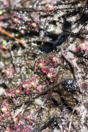 drosera pygmaea huit