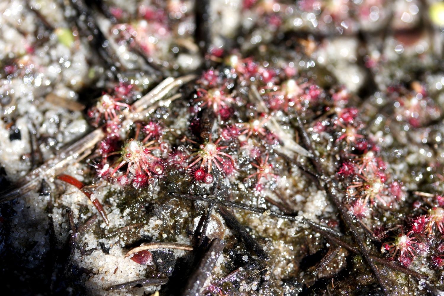 drosera pygmaea grande neuf