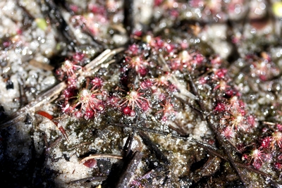 drosera pygmaea neuf