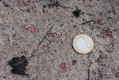 drosera pygmaea sydney