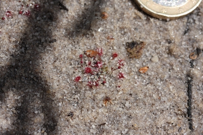 drosera pygmaea kurnell