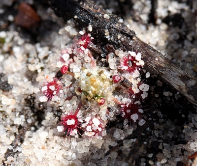 drosera pygmaea kurnell deux