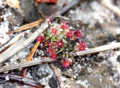 drosera pygmaea chemin