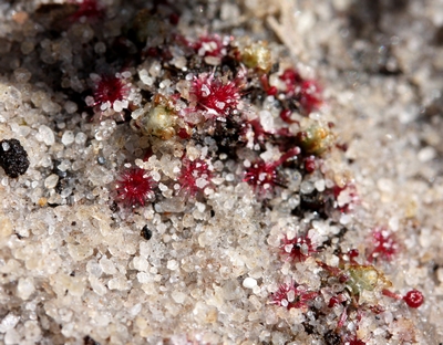 drosera pygmaea sable