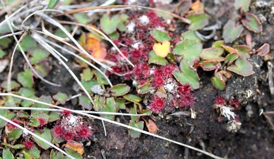 drosera pygmaea tourbière