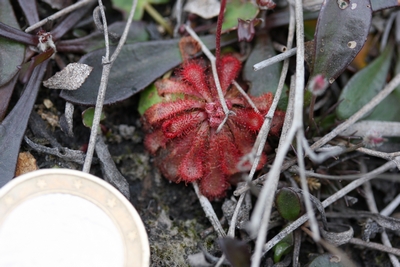 drosera spatulata kurnell