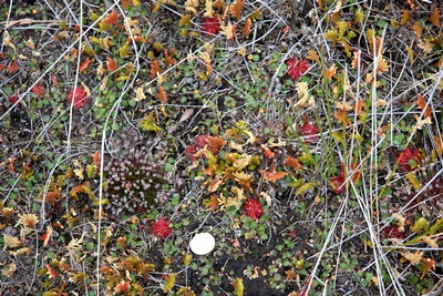 drosera spatulata tourbière