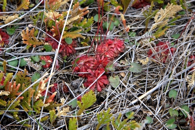 drosera spatulata sydney