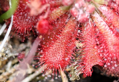 drosera spatulata sydney kurnell