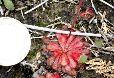 drosera spatulata australia