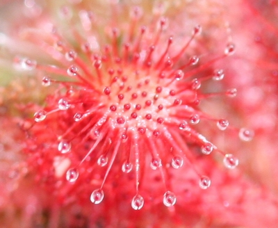 drosera spatulata australie