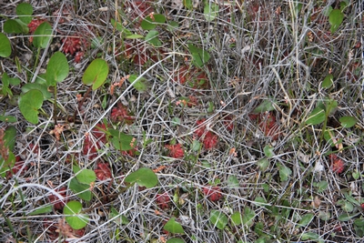 drosera spatulata cape solander