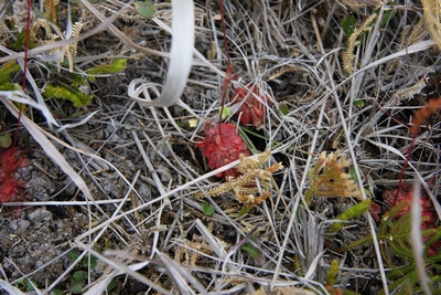 drosera spatulata octobre